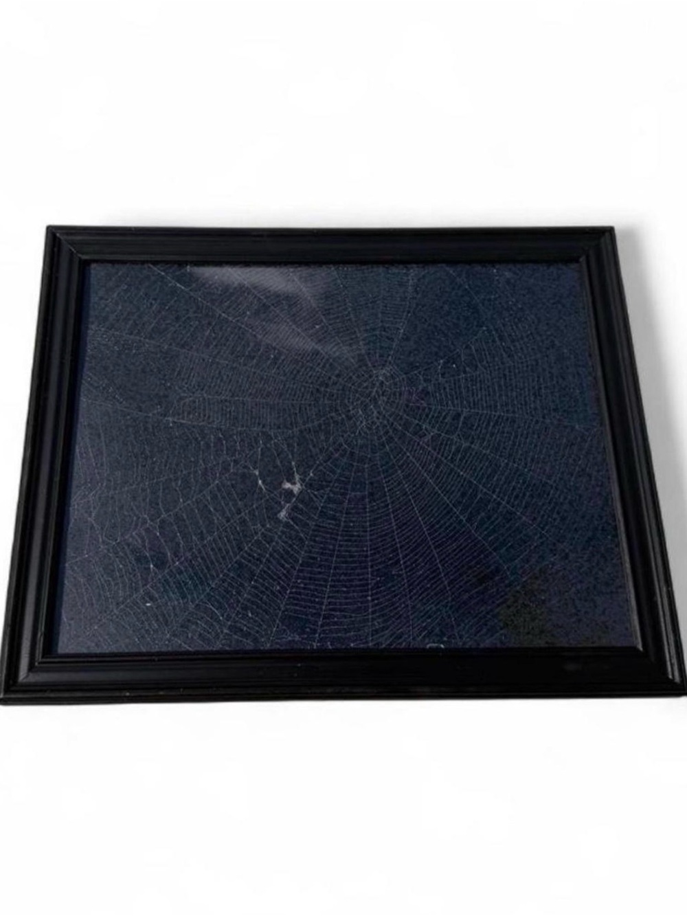 Black Framed Preserved spider web 8.5x11